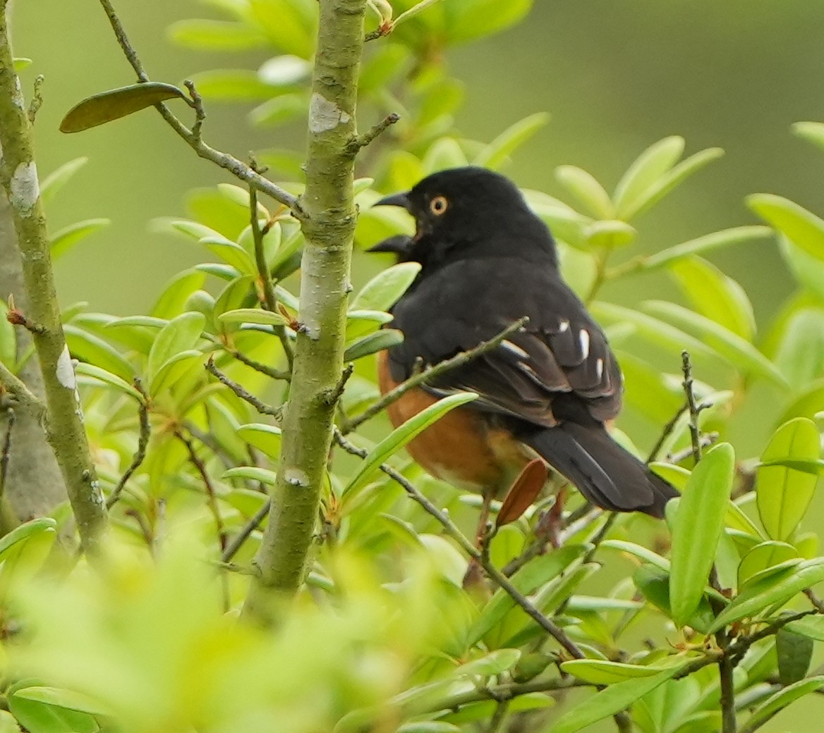 Eastern Towhee - ML618057561