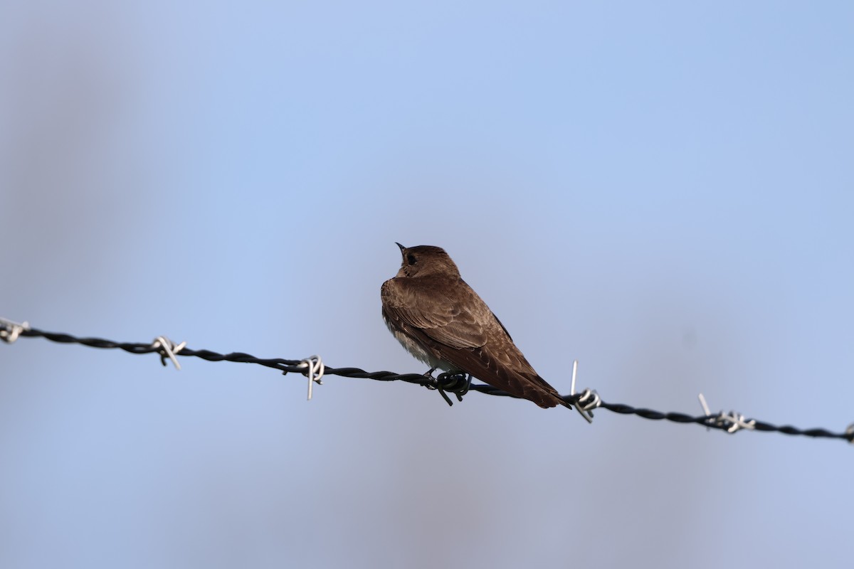 Northern Rough-winged Swallow - ML618057562