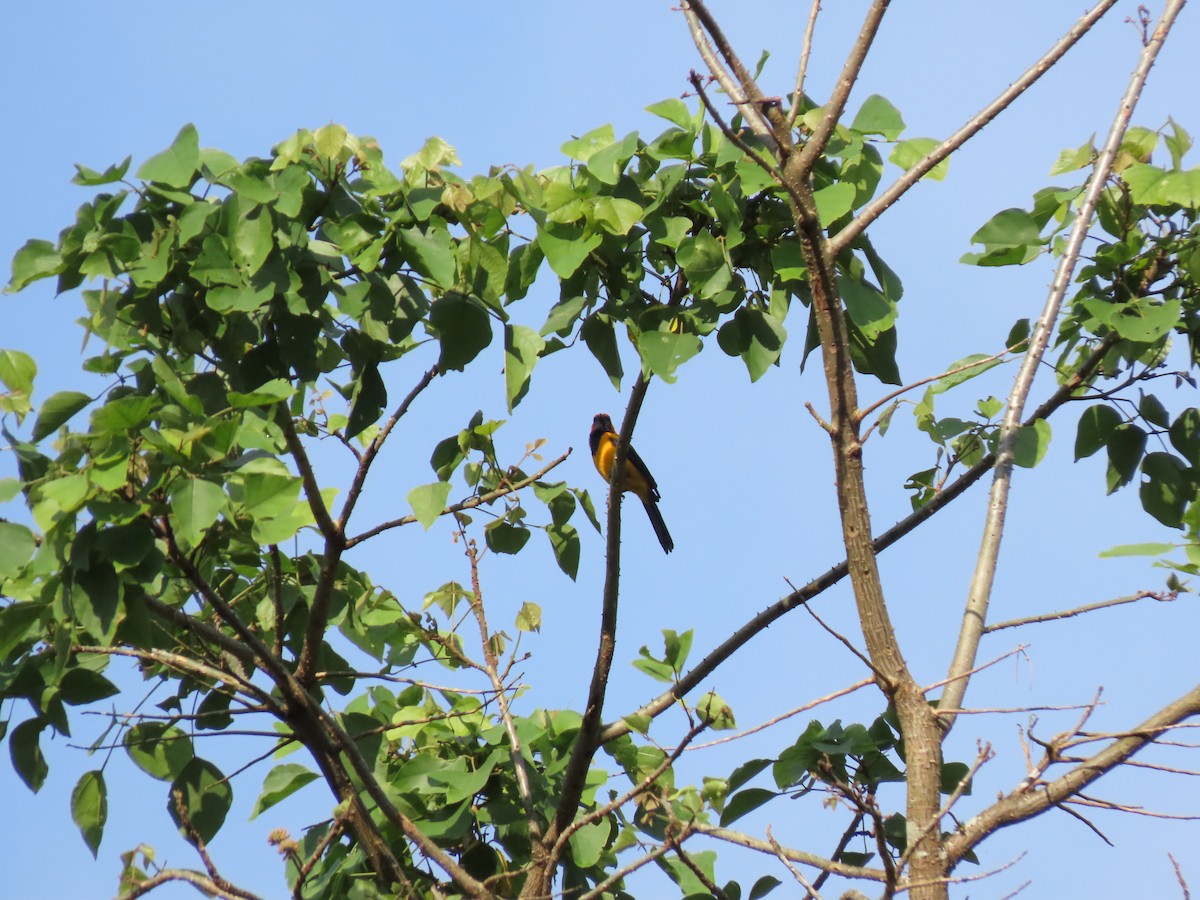 Orange-crowned Oriole - Cristian Cufiño