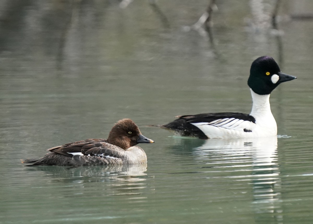 Common Goldeneye - Pam Hardy