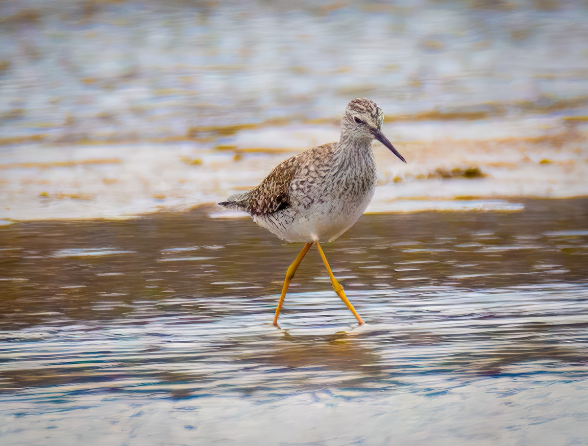 Lesser Yellowlegs - Pamela  Bevelhymer