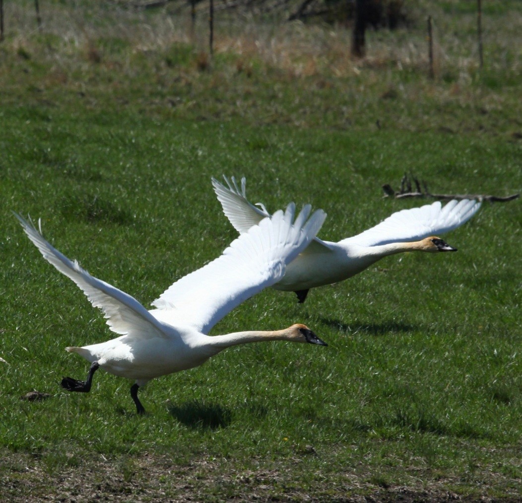 Trumpeter Swan - ML618057589