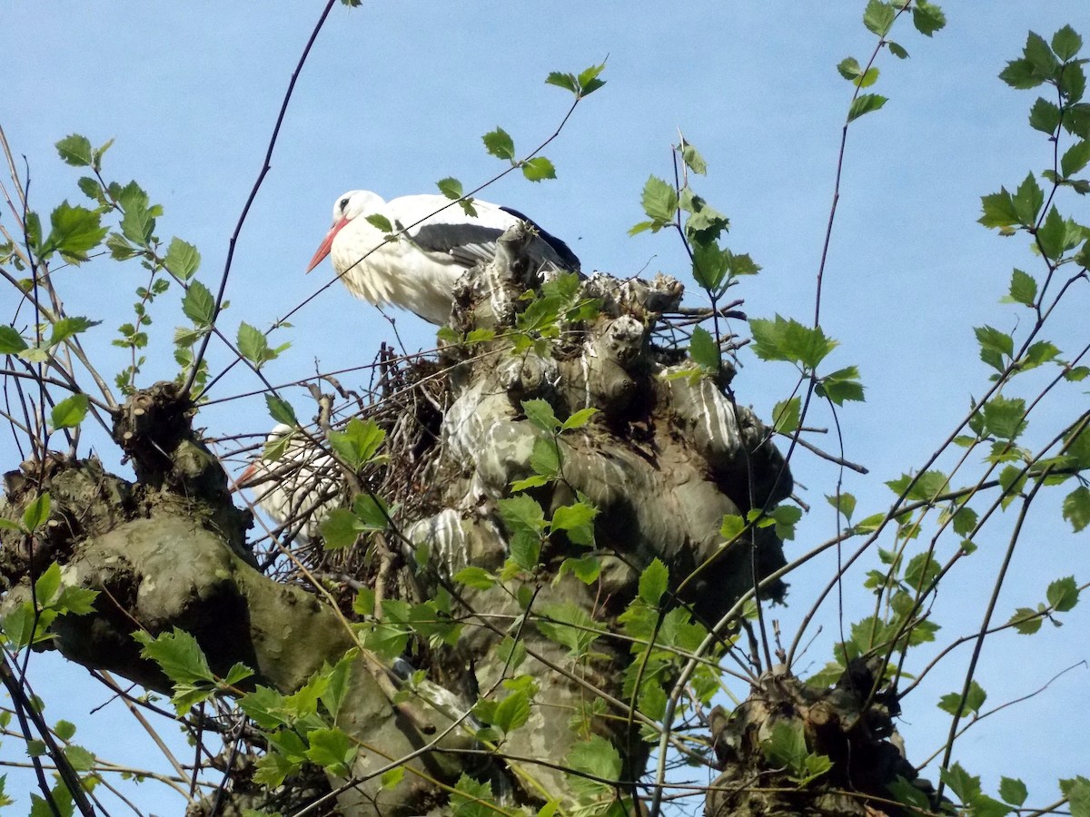 White Stork - ML618057591