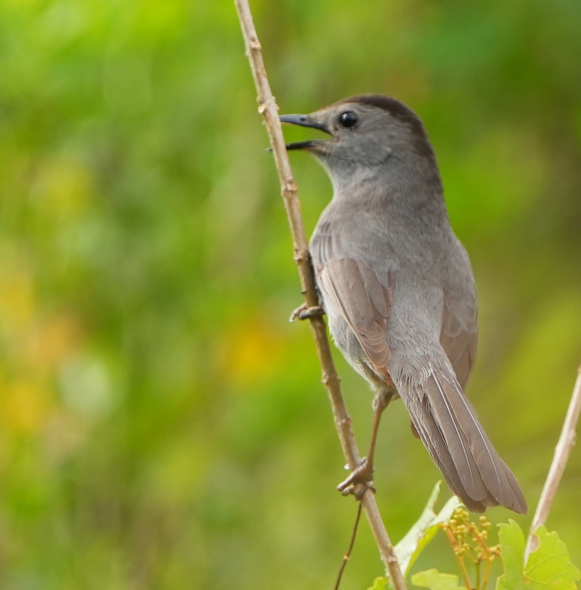 Gray Catbird - ML618057608