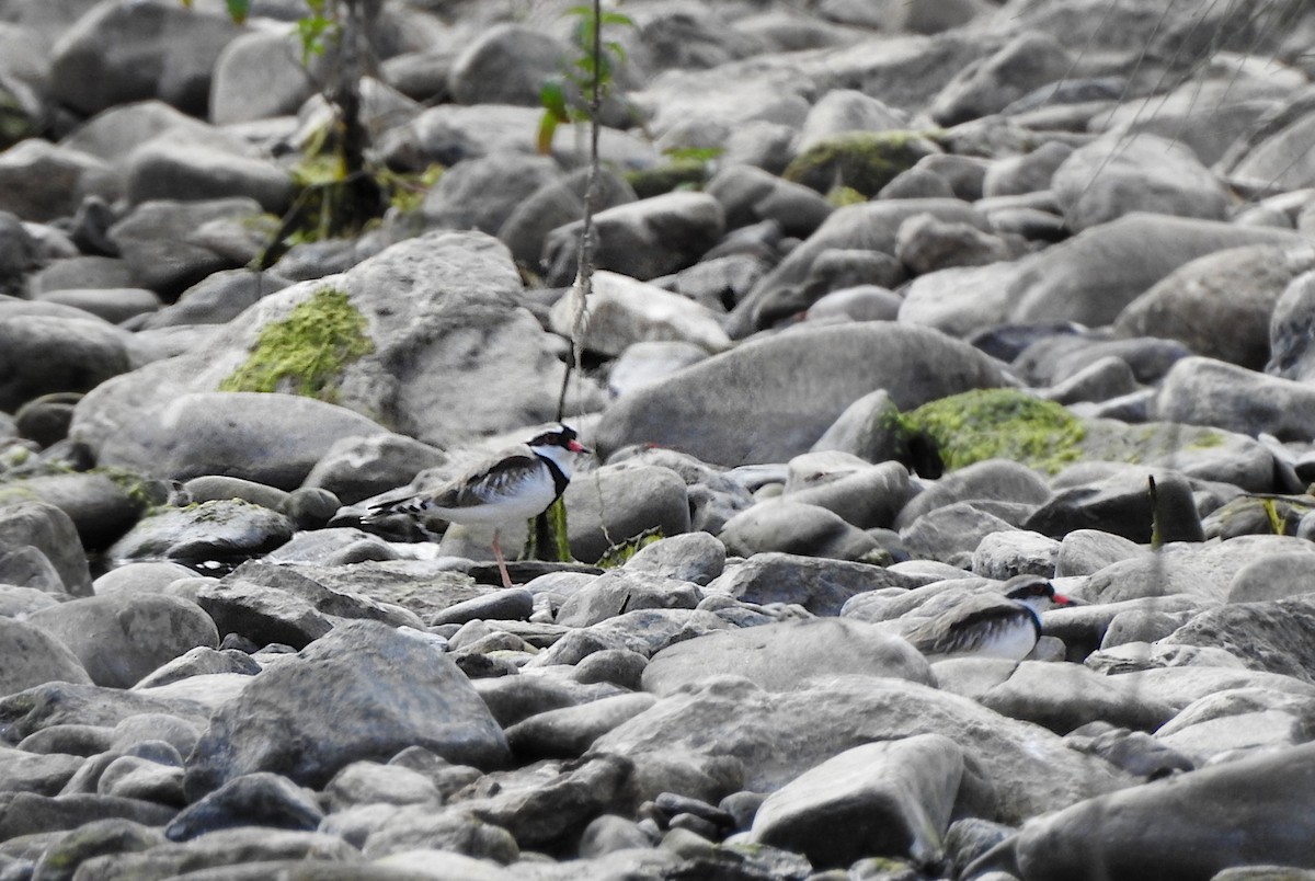 Black-fronted Dotterel - ML618057610