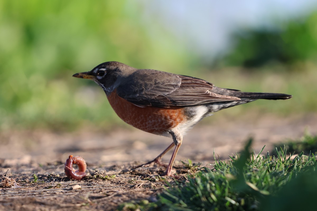 American Robin - Janice Farral