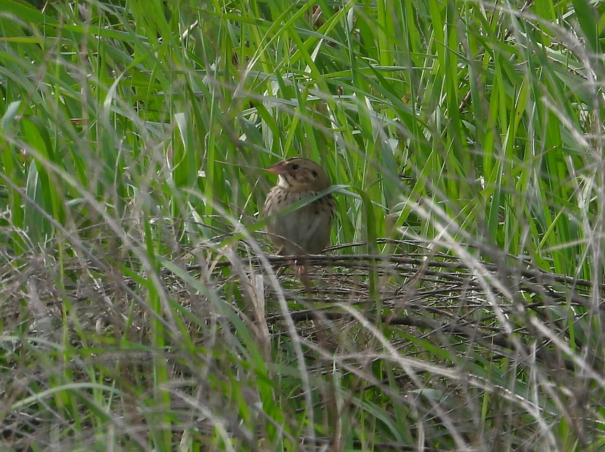 Henslow's Sparrow - Paolo Matteucci