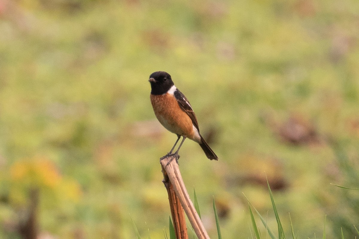 Siberian Stonechat (Przevalski's) - ML618057628