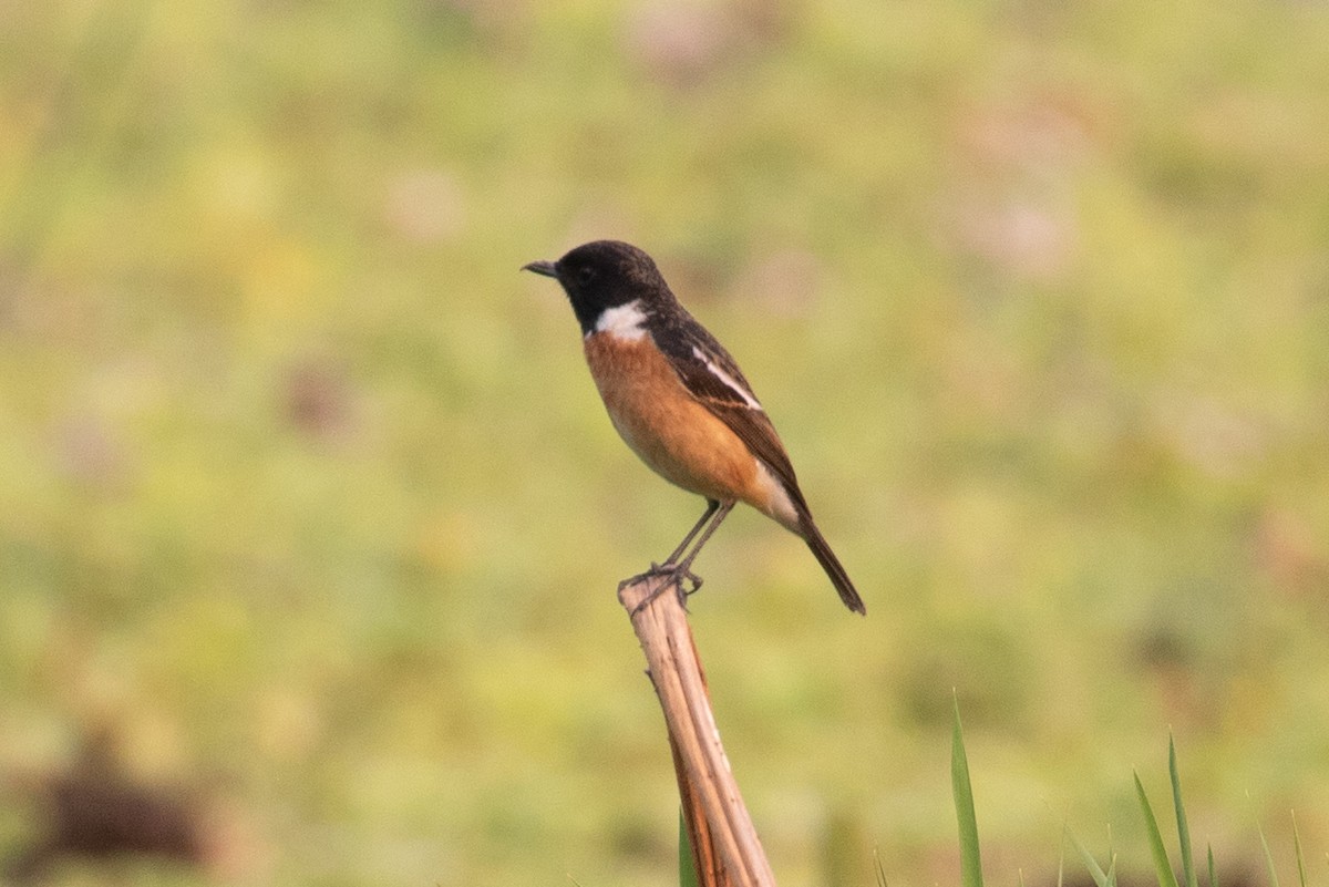 Siberian Stonechat (Przevalski's) - ML618057629