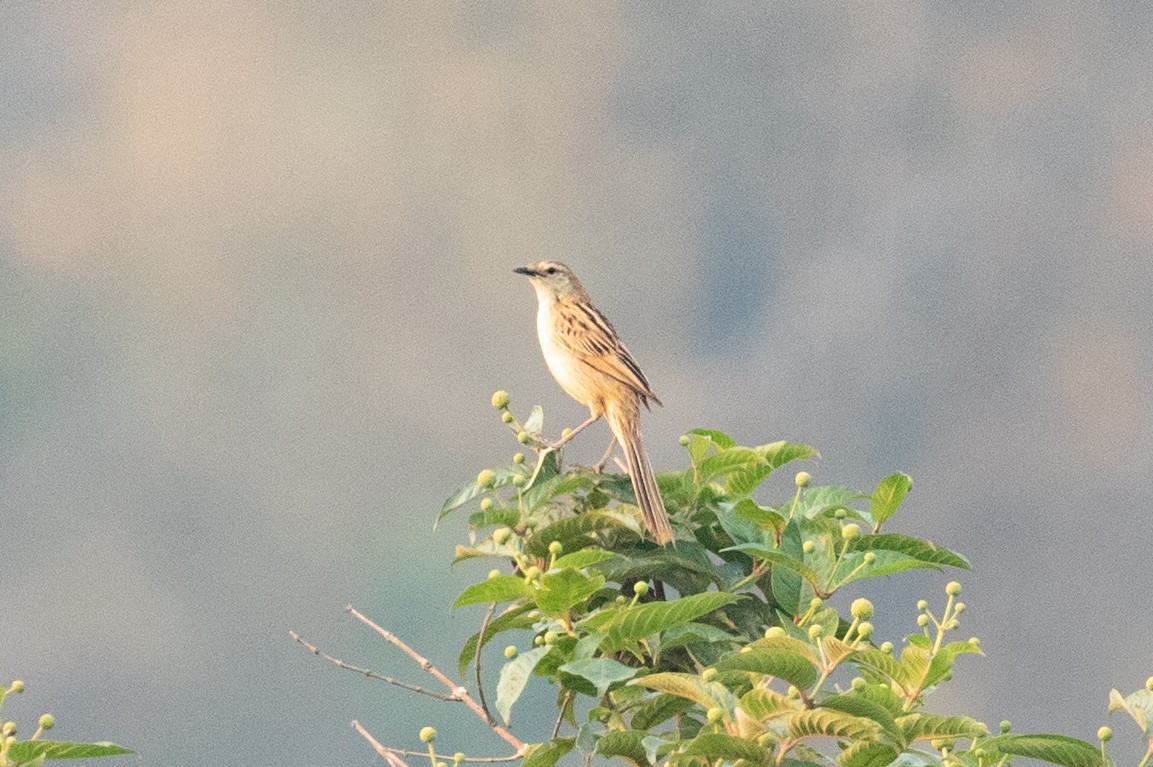 Striated Grassbird - Xiaoni Xu