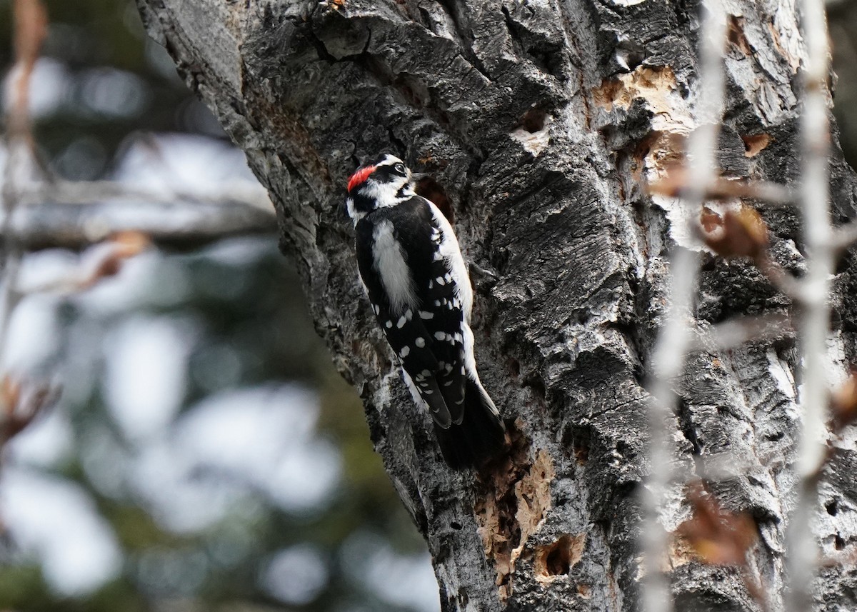 Downy Woodpecker - Pam Hardy