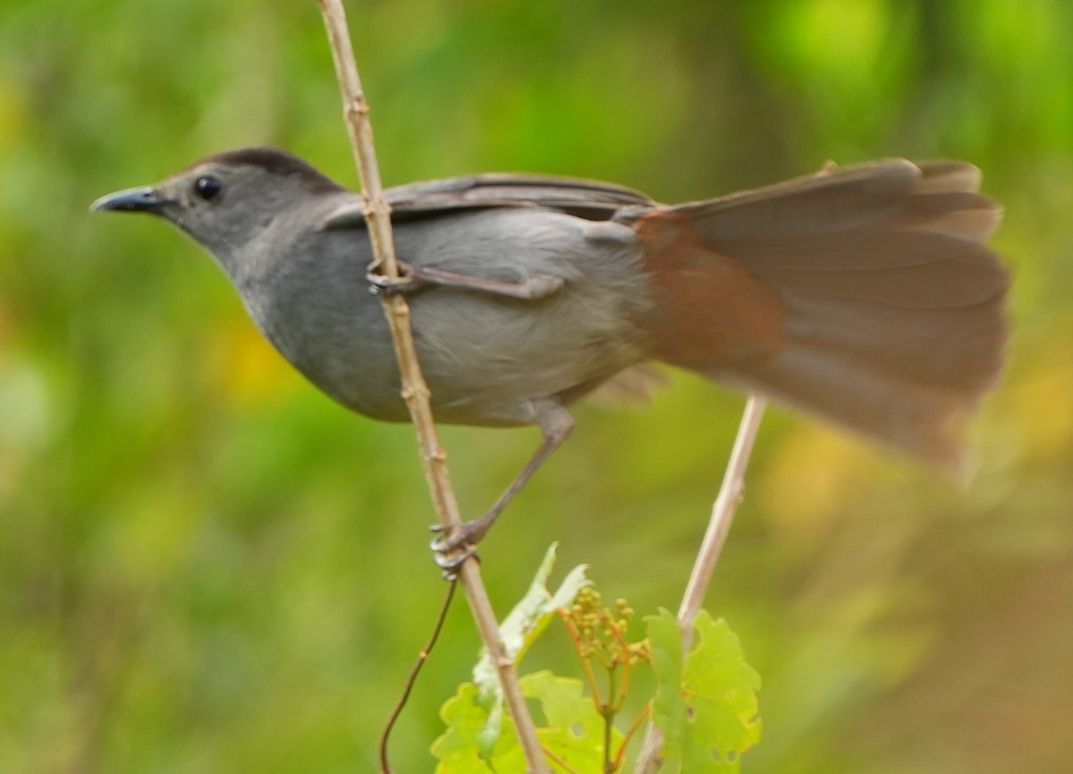 Gray Catbird - ML618057652