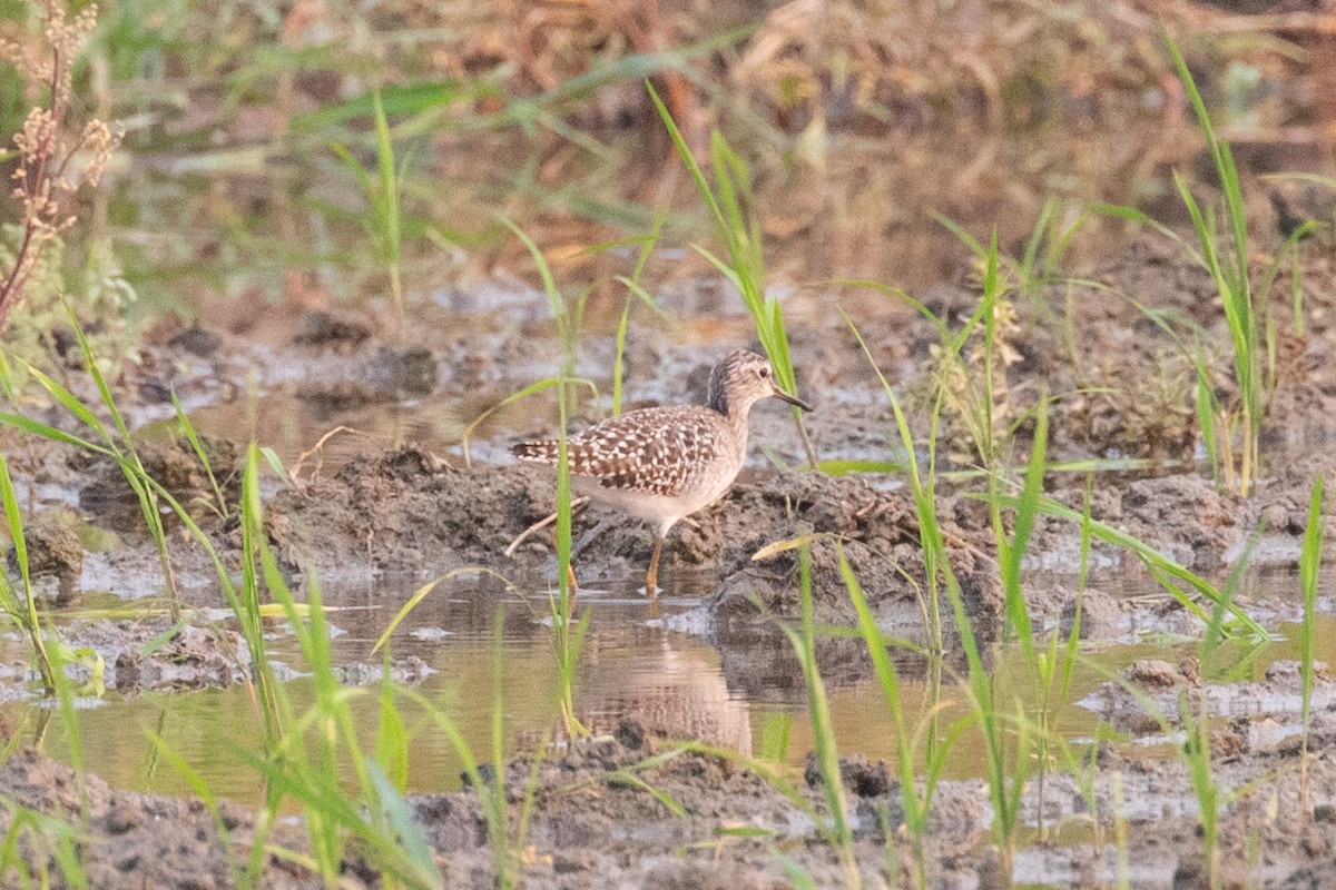 Wood Sandpiper - ML618057674