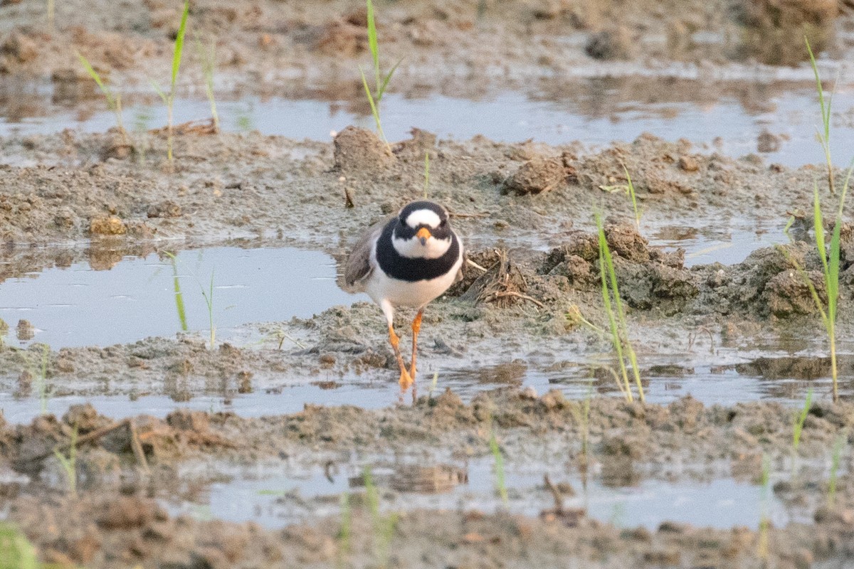 Common Ringed Plover - ML618057681