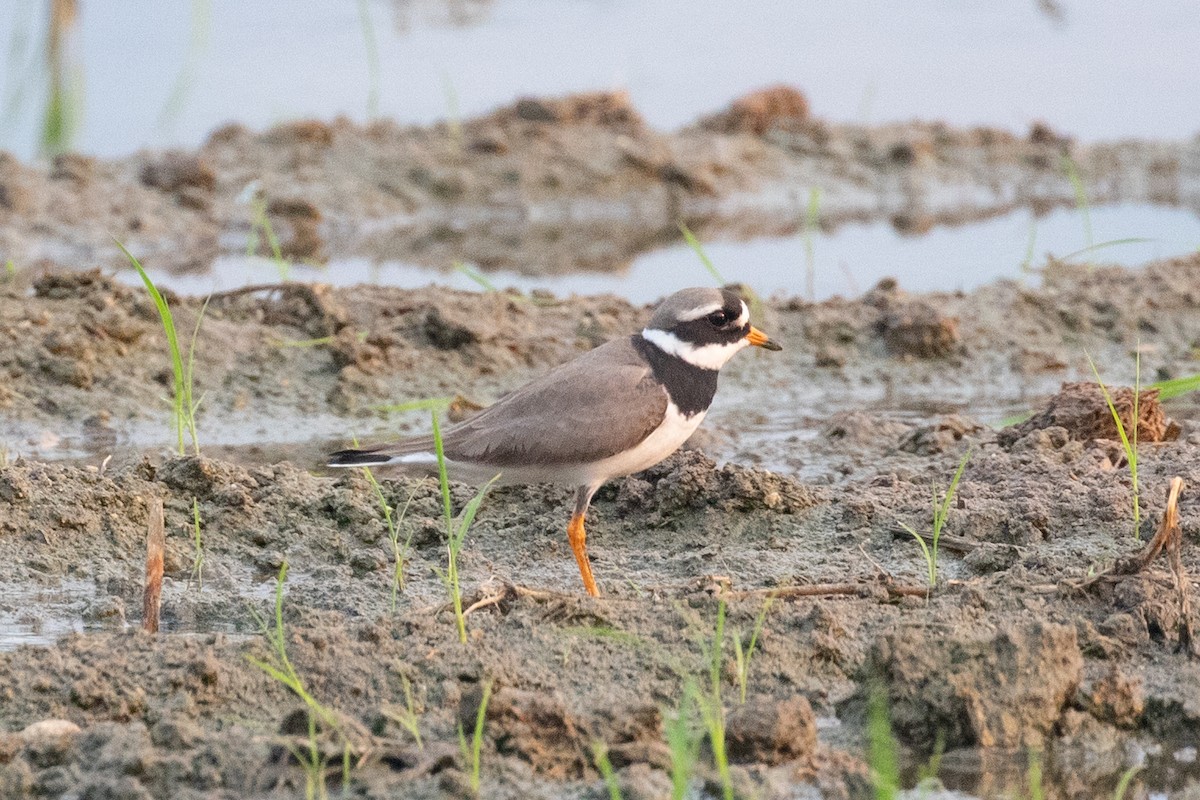 Common Ringed Plover - ML618057683