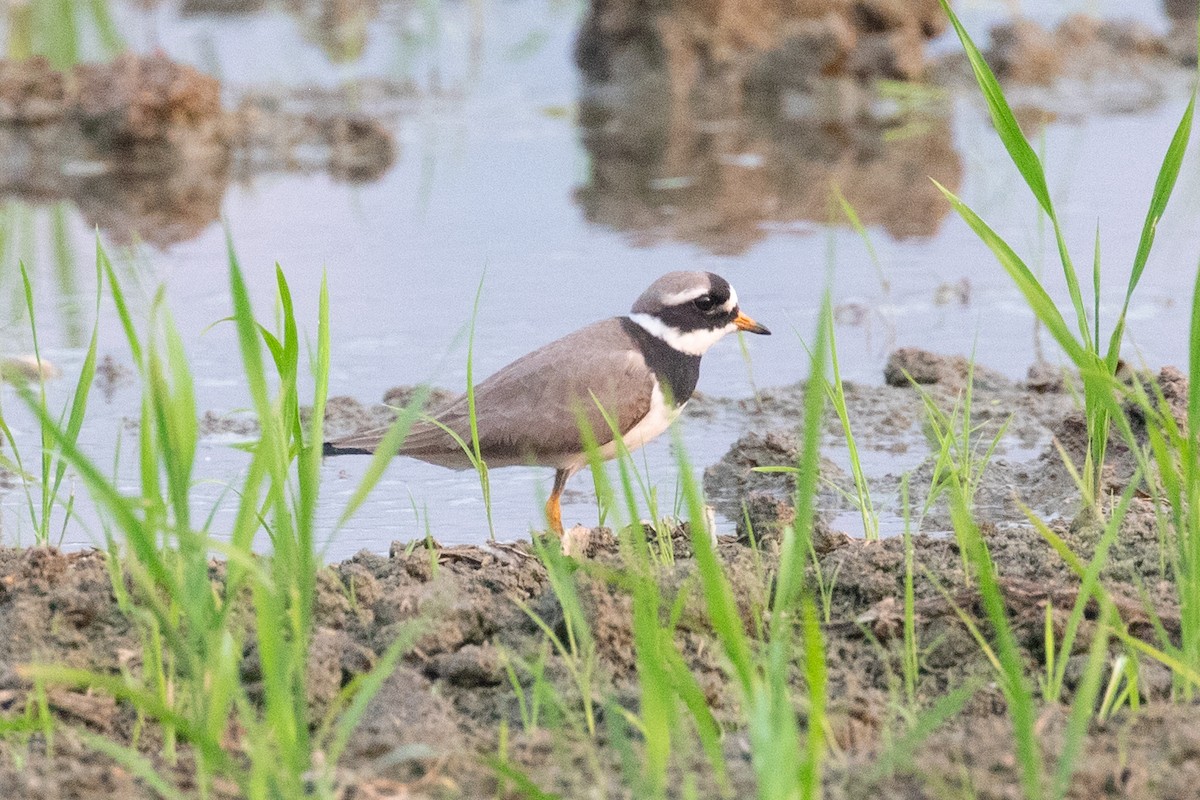 Common Ringed Plover - ML618057684