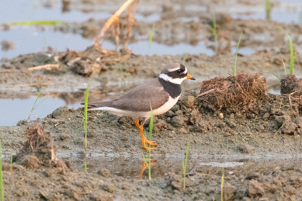 Common Ringed Plover - ML618057685