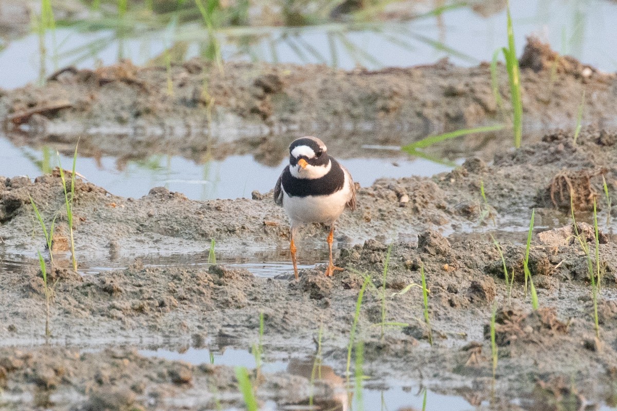 Common Ringed Plover - ML618057686