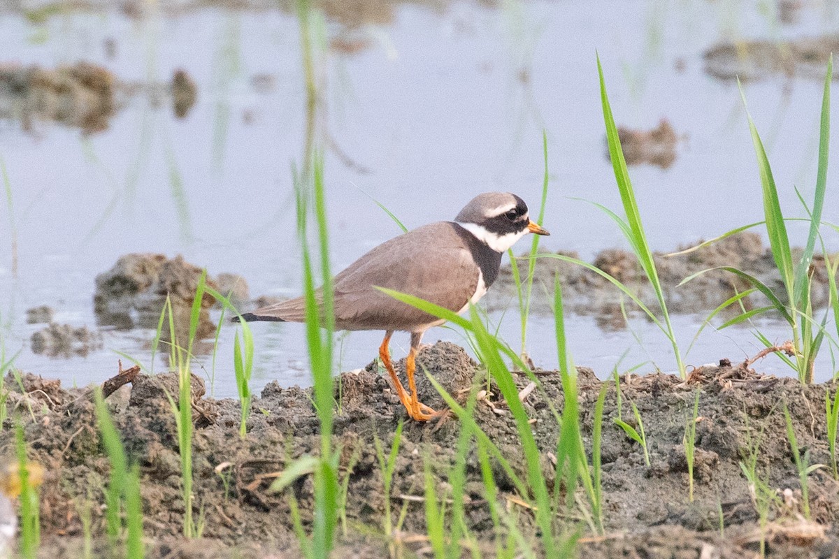 Common Ringed Plover - ML618057687