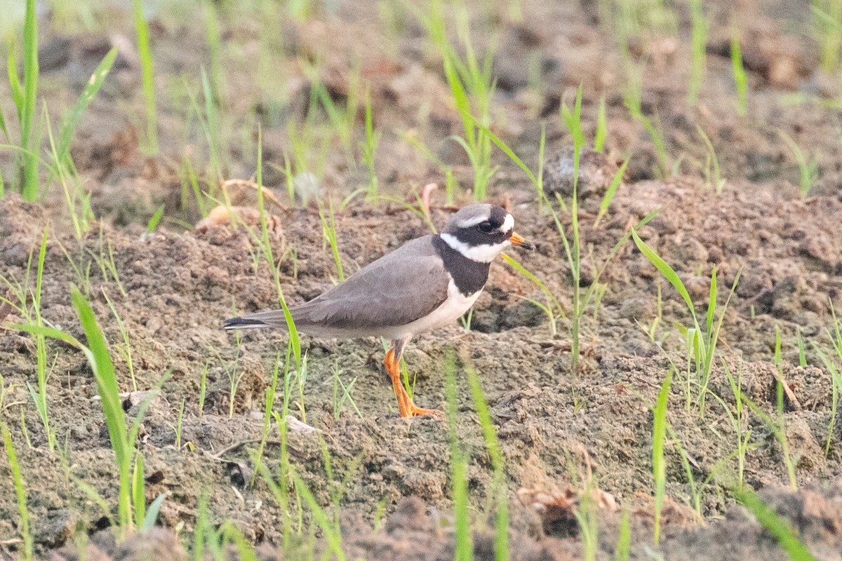 Common Ringed Plover - ML618057688
