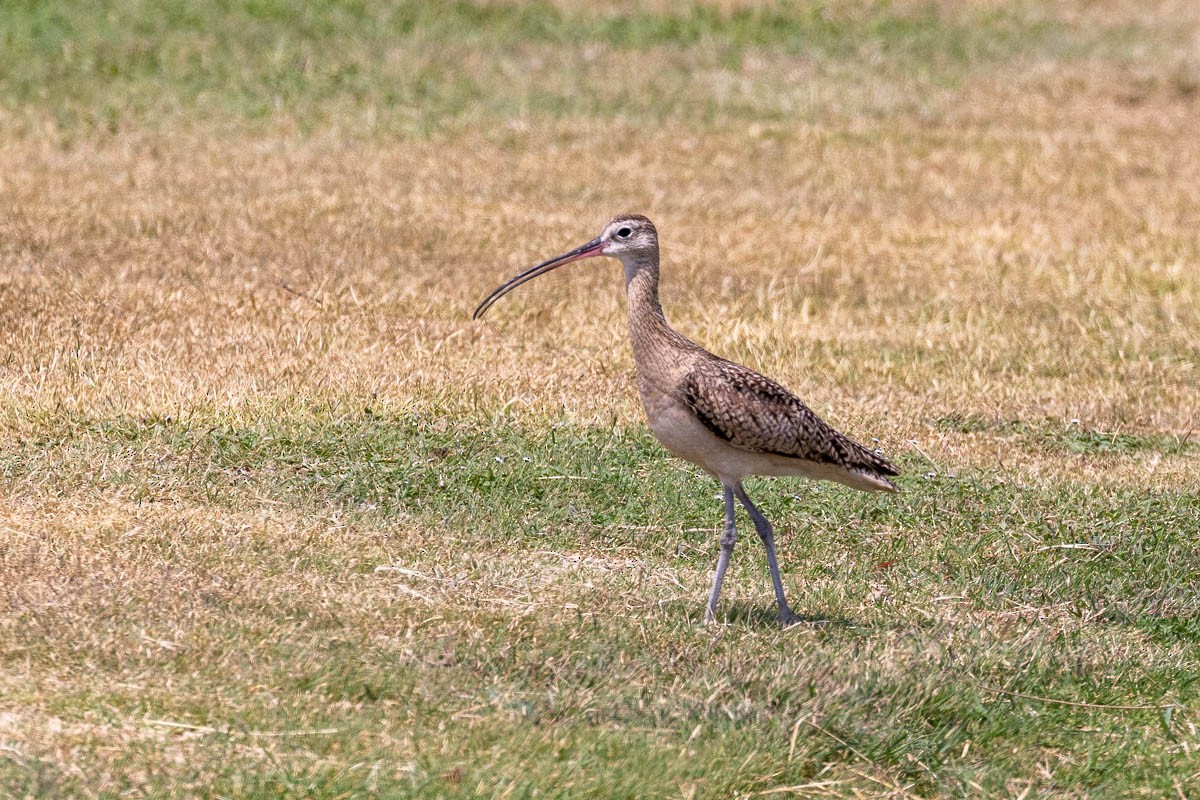 Long-billed Curlew - ML618057689