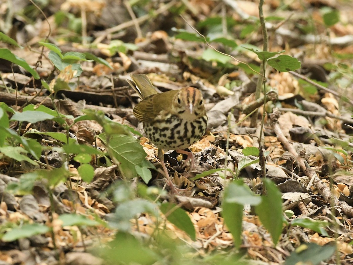 Ovenbird - ML618057707