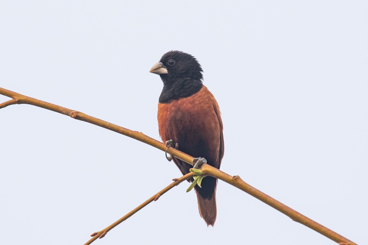 Chestnut Munia - ML618057710