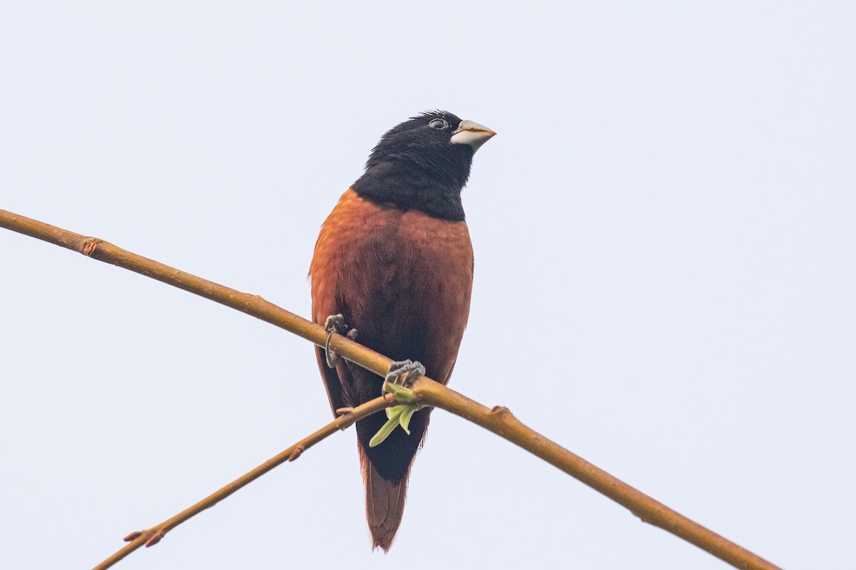 Chestnut Munia - ML618057711