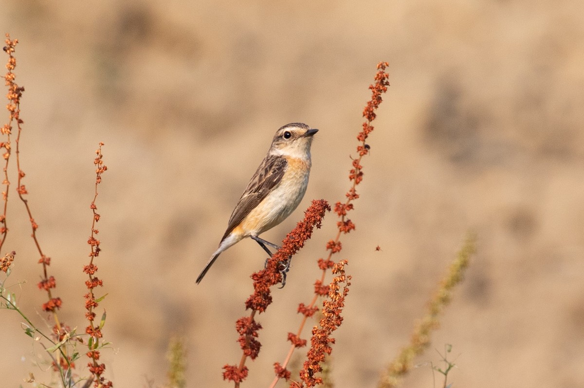 Siberian Stonechat (Przevalski's) - Xiaoni Xu