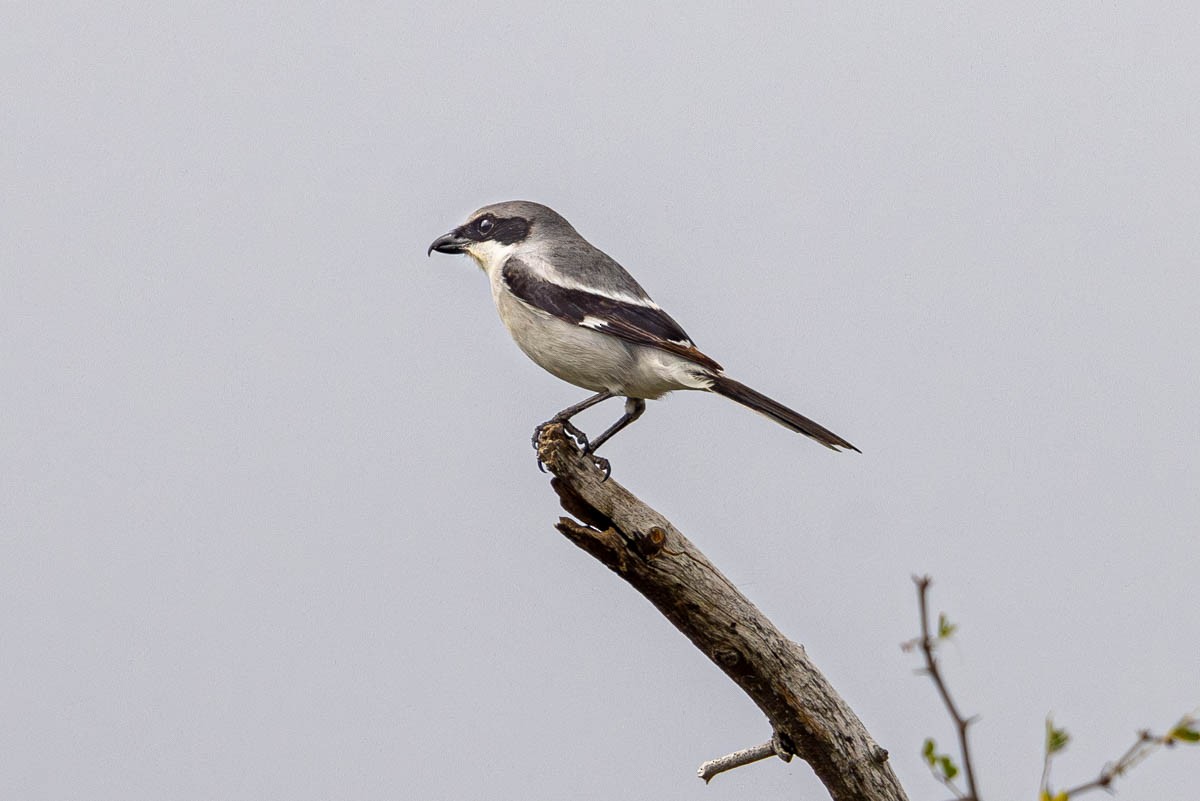 Loggerhead Shrike - Mark  Laussade