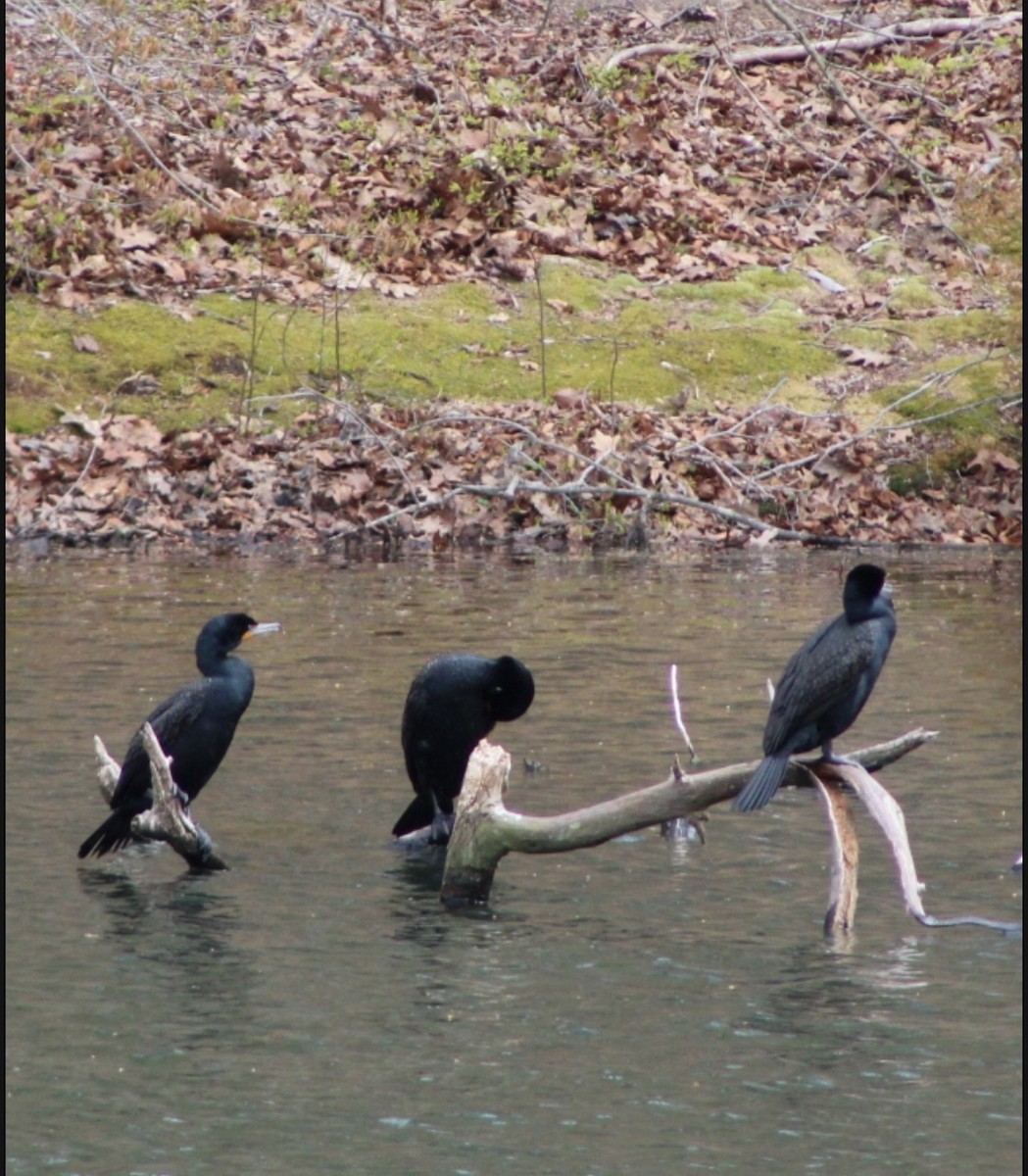 Double-crested Cormorant - ML618057760