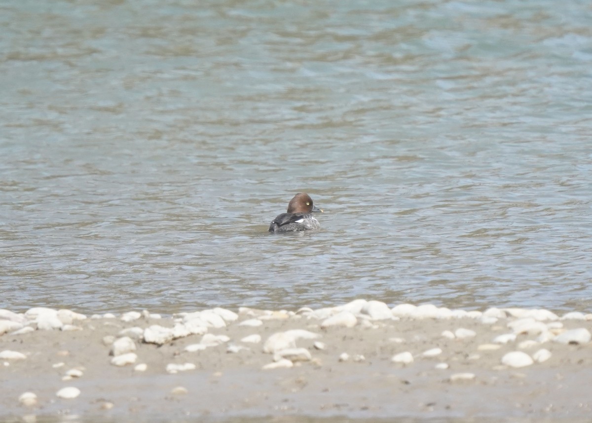 Common Goldeneye - Pam Hardy