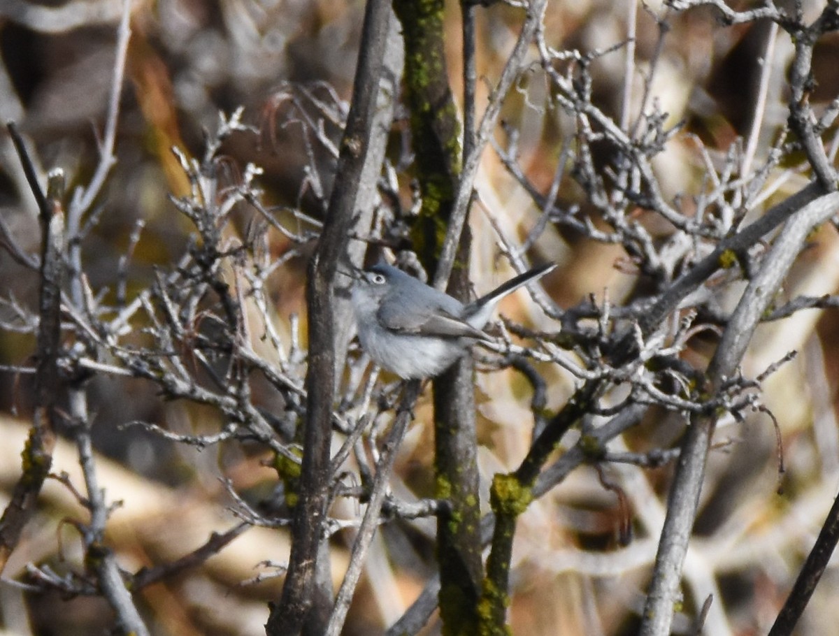 Blue-gray Gnatcatcher - ML618057799