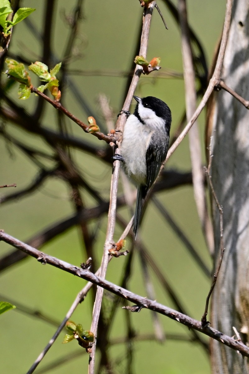 Carolina Chickadee - ML618057807