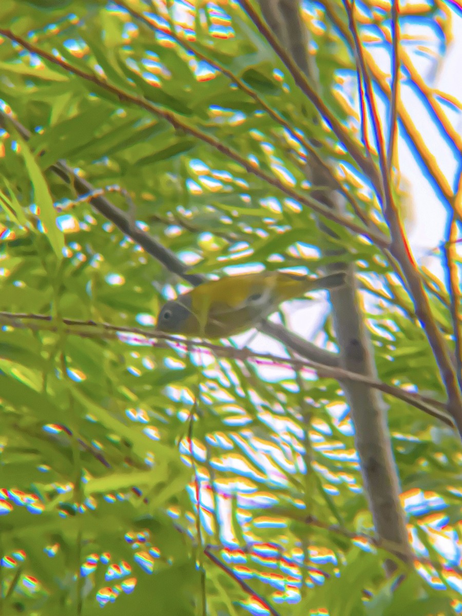 Nashville Warbler - Drake Thomas