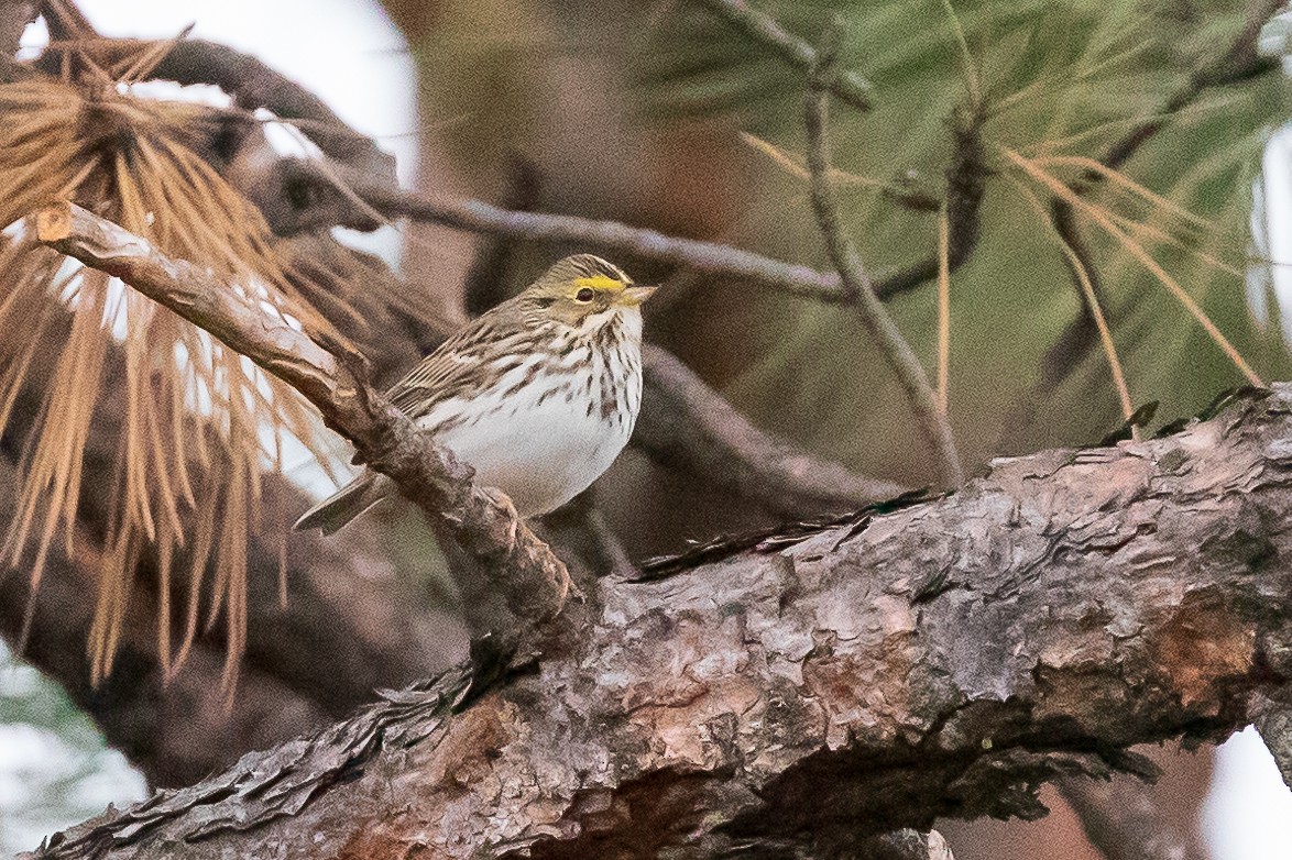 Savannah Sparrow - Andrew Cauldwell