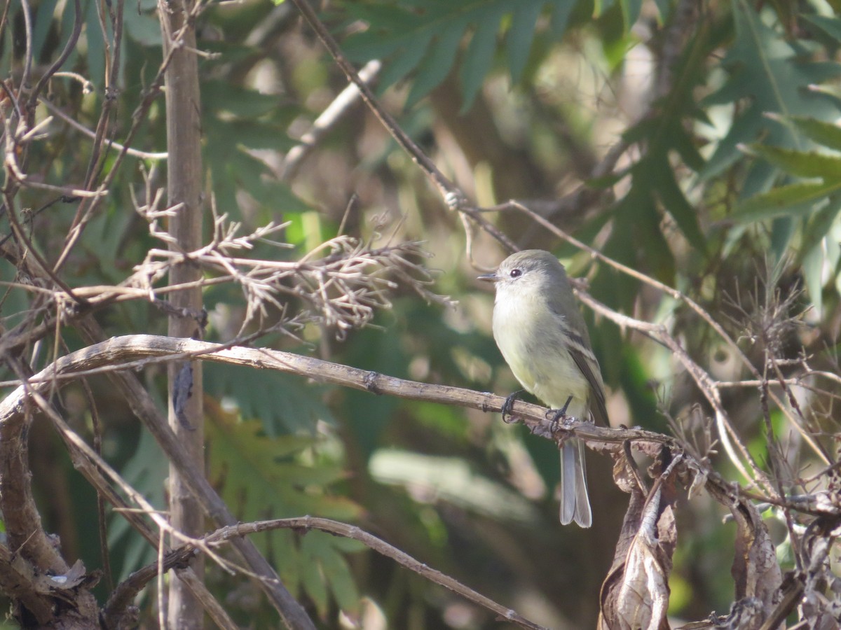 Dusky Flycatcher - ML618057838