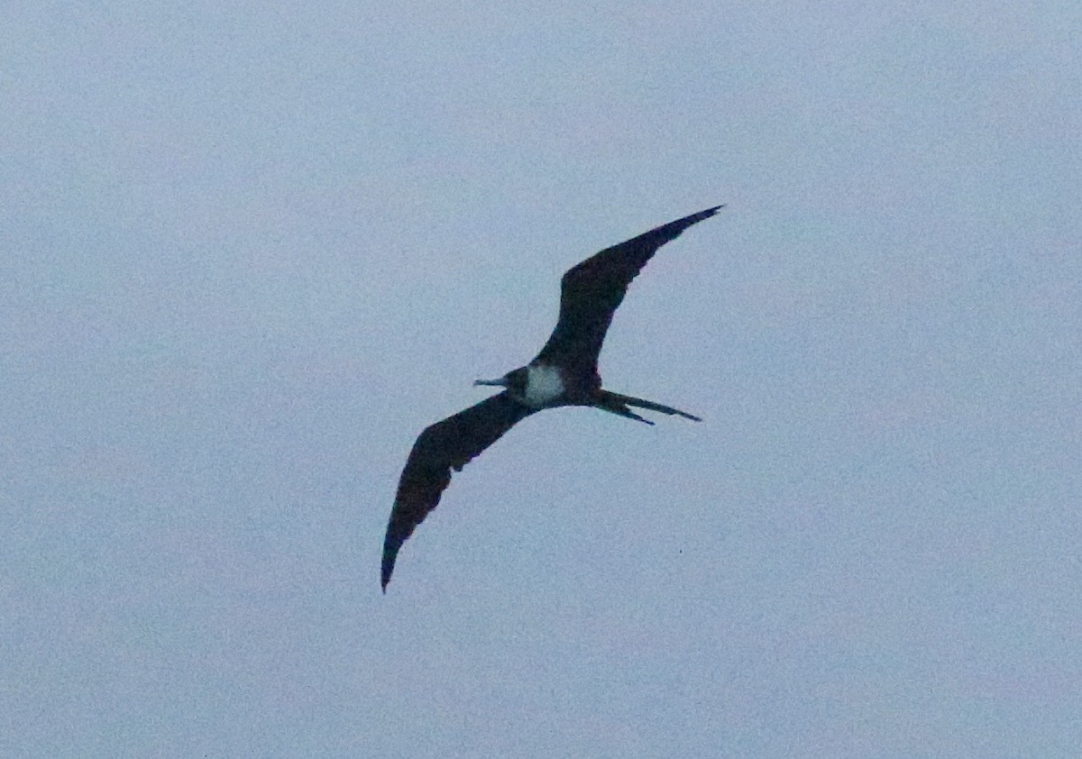 Magnificent Frigatebird - Charity Hagen