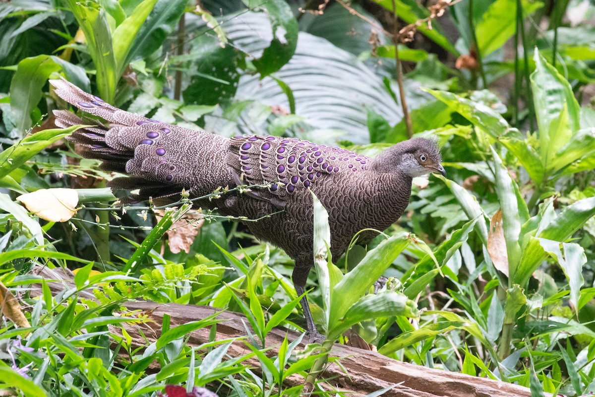 Gray Peacock-Pheasant - ML618057912