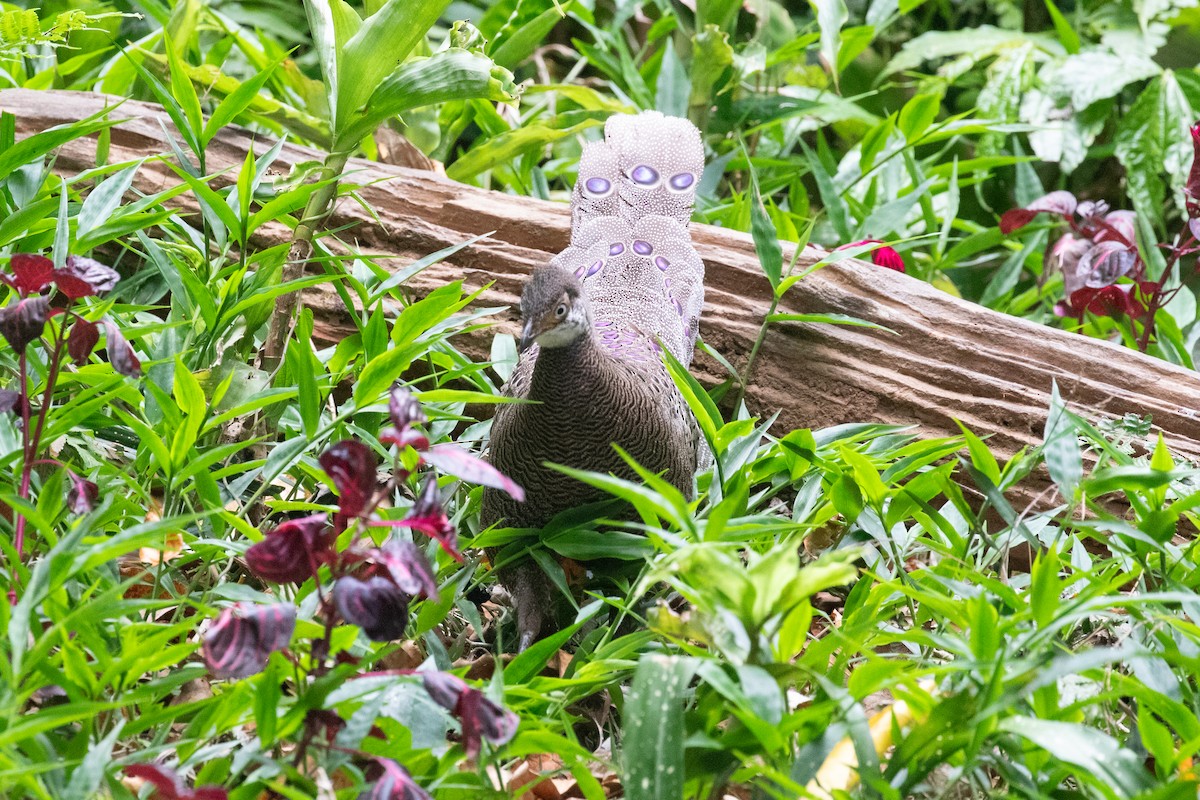 Gray Peacock-Pheasant - ML618057913