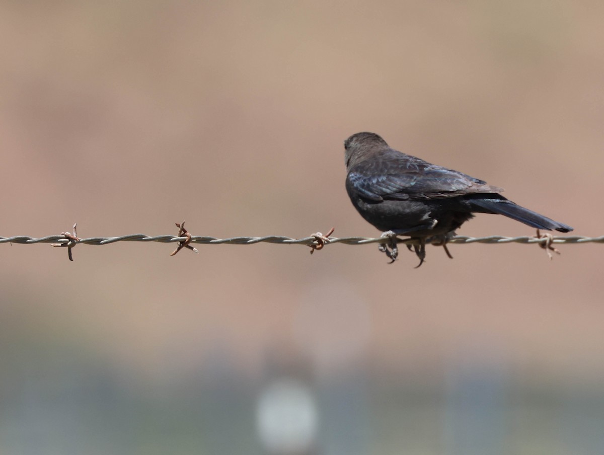 Brewer's Blackbird - ML618057914