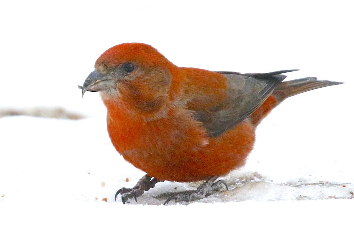 Red Crossbill (Ponderosa Pine or type 2) - ML618057929