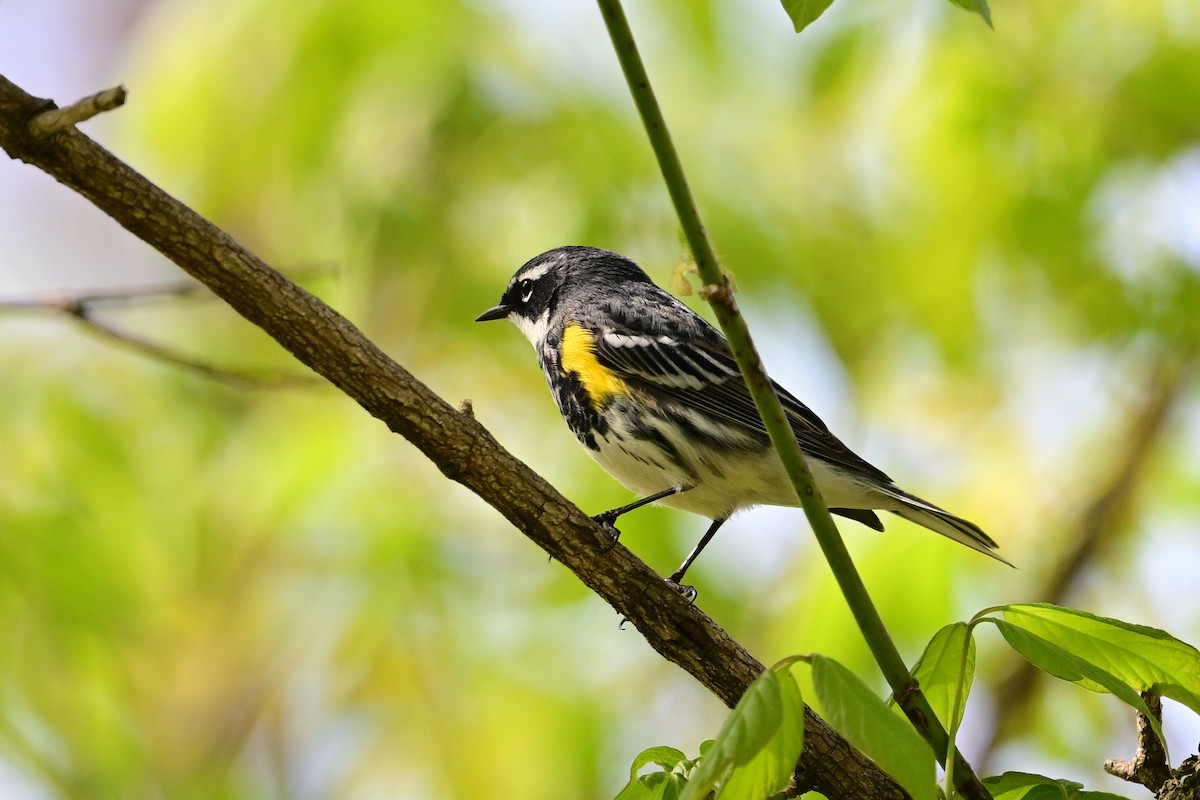 Yellow-rumped Warbler - ML618057939