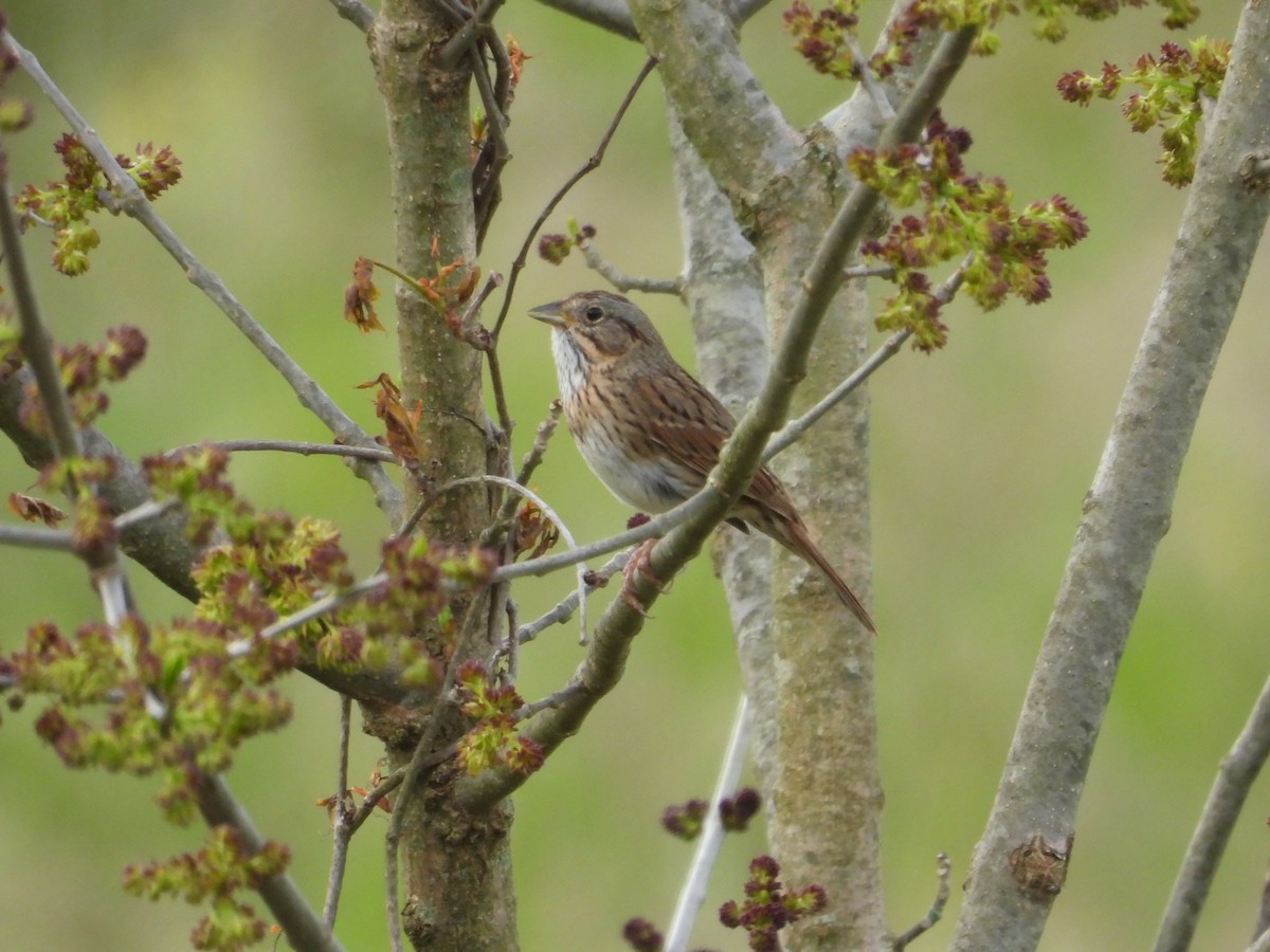 Lincoln's Sparrow - ML618057947