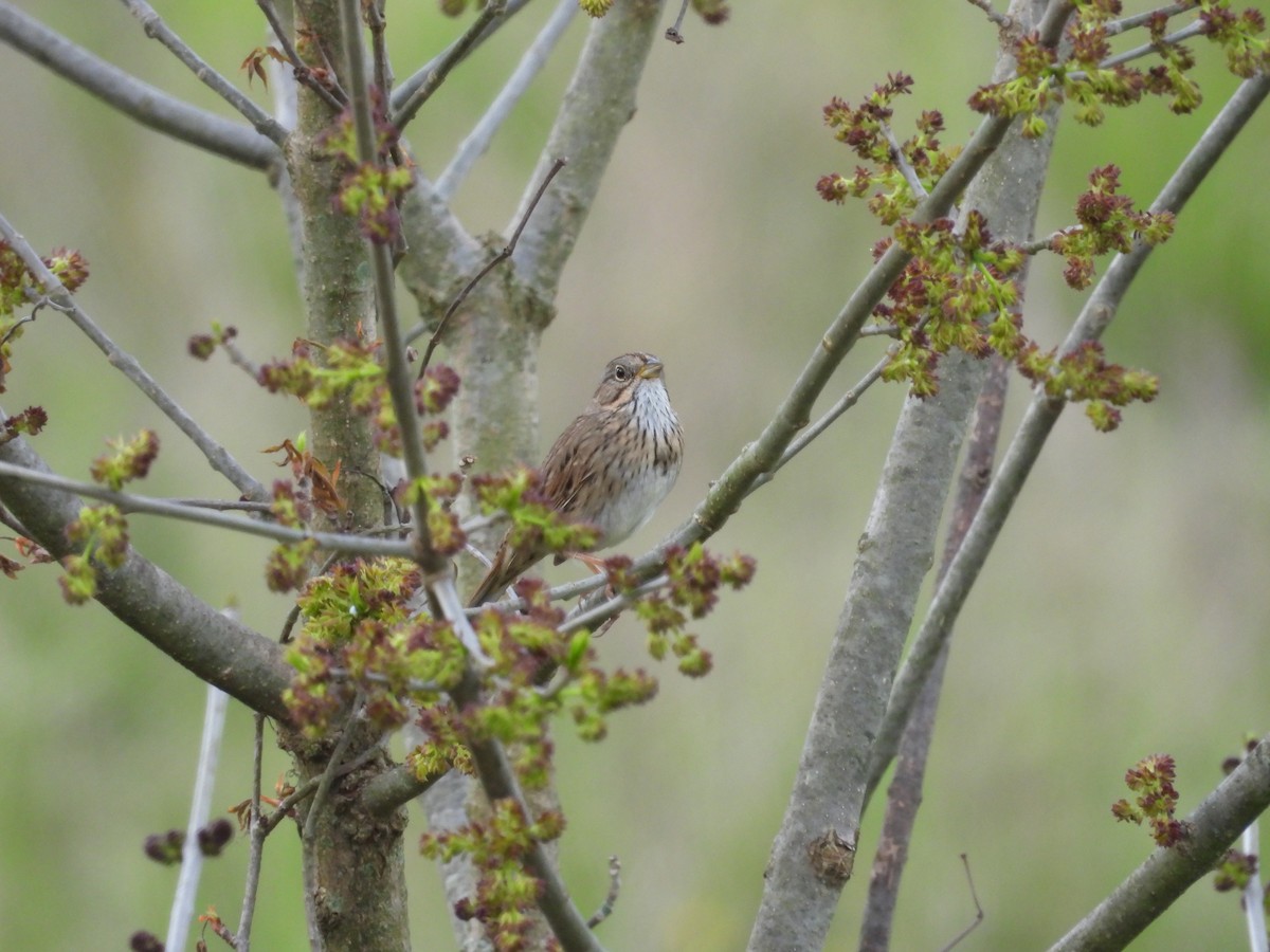 Lincoln's Sparrow - ML618057948