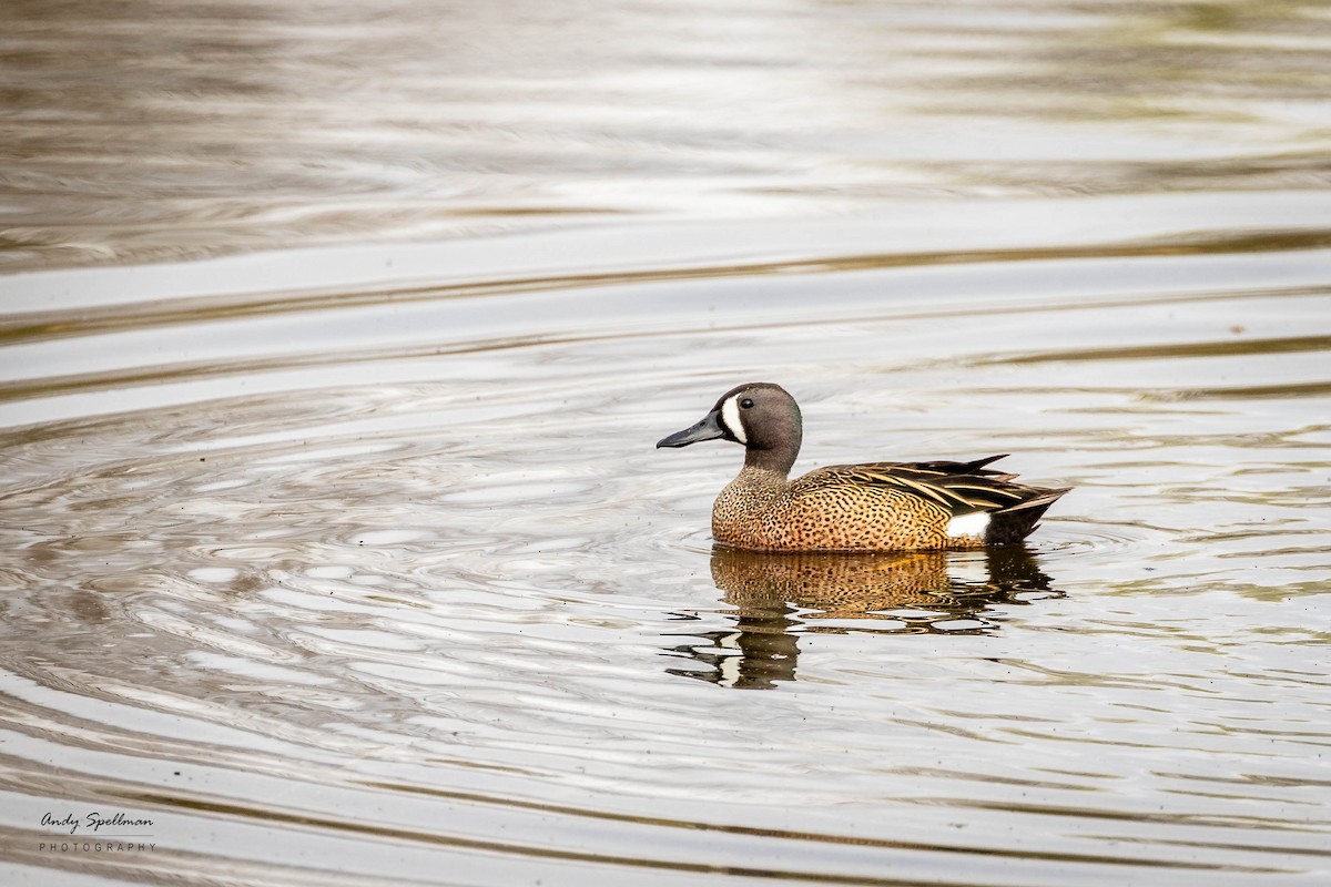 Blue-winged Teal - ML618057954