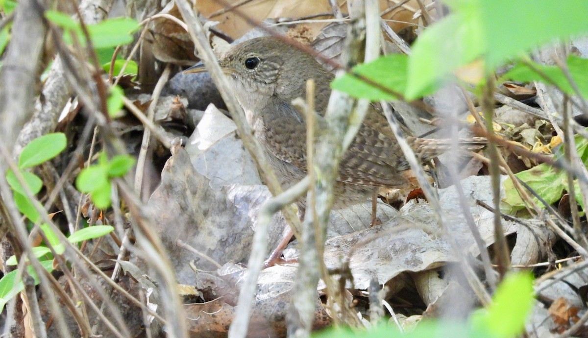 House Wren - ML618057956