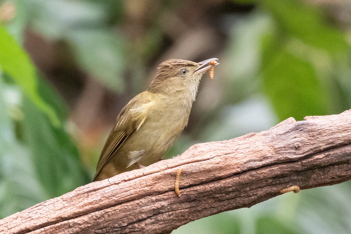 Gray-eyed Bulbul (Gray-eyed) - ML618057969