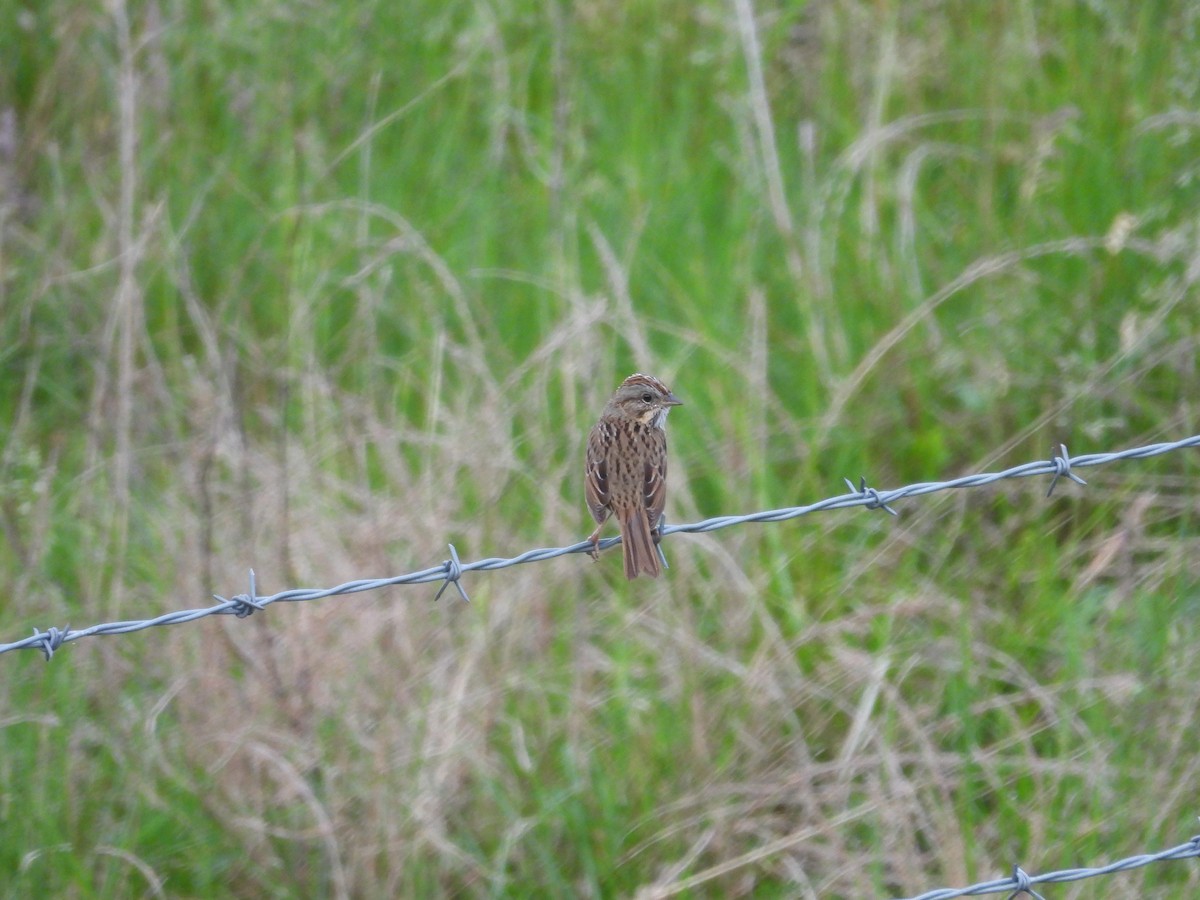 Lincoln's Sparrow - ML618057974