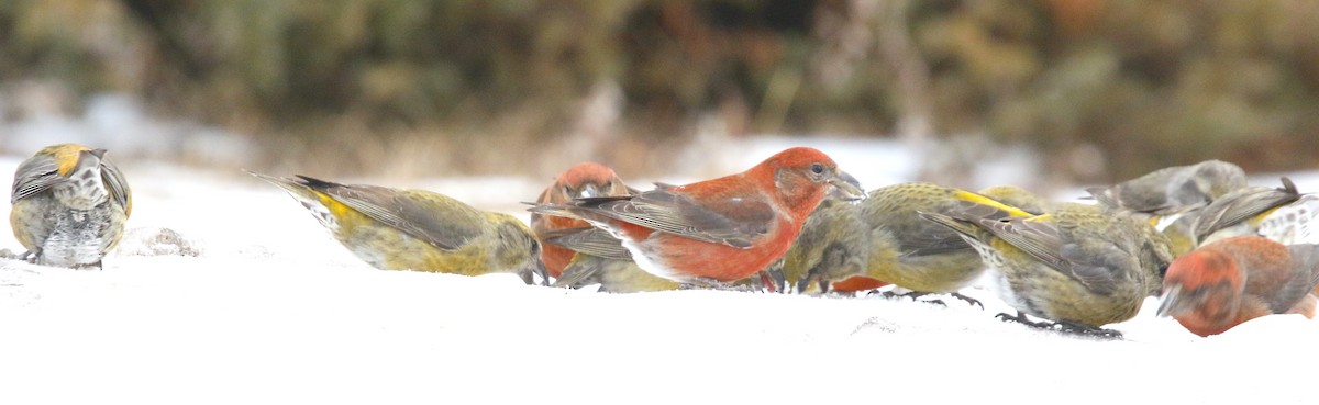 Red Crossbill (Ponderosa Pine or type 2) - ML618057981